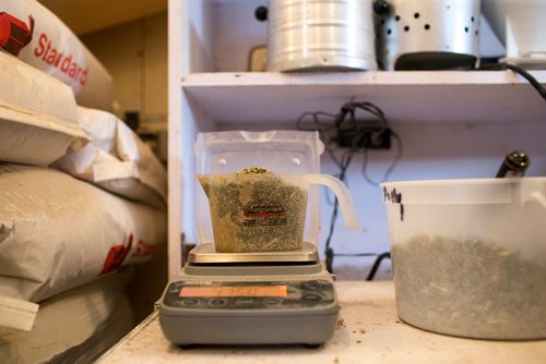 MIKAELA MACKENZIE / WINNIPEG FREE PRESS
Farmer Markus Isaac tests the hemp seeds for humidity percentage before harvesting near Kleefeld, Manitoba on Thursday, Aug. 30, 2018. 
Winnipeg Free Press 2018.