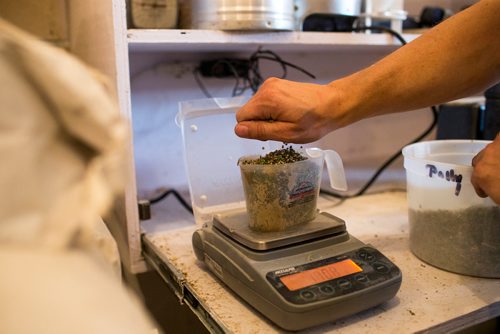 MIKAELA MACKENZIE / WINNIPEG FREE PRESS
Farmer Markus Isaac tests the hemp seeds for humidity percentage before harvesting near Kleefeld, Manitoba on Thursday, Aug. 30, 2018. 
Winnipeg Free Press 2018.