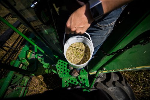 MIKAELA MACKENZIE / WINNIPEG FREE PRESS
Farmer Markus Isaac takes a sample of hemp seed while combining near Kleefeld, Manitoba on Thursday, Aug. 30, 2018. 
Winnipeg Free Press 2018.