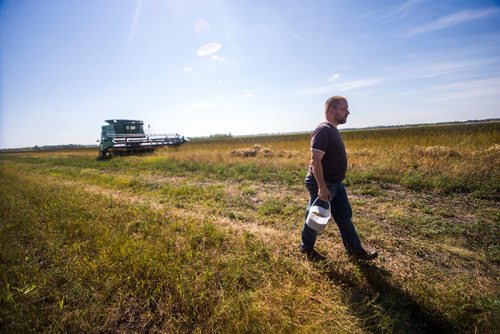 MIKAELA MACKENZIE / WINNIPEG FREE PRESS
Farmer Markus Isaac takes a sample of hemp seed to test it for humidity while combining near Kleefeld, Manitoba on Thursday, Aug. 30, 2018. 
Winnipeg Free Press 2018.