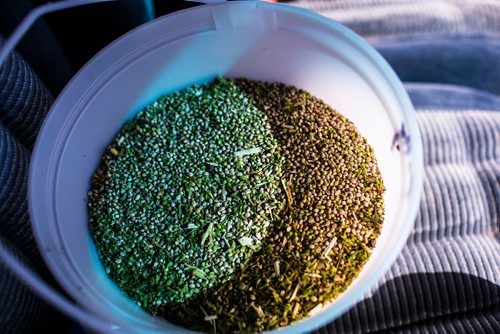 MIKAELA MACKENZIE / WINNIPEG FREE PRESS
Farmer Markus Isaac takes a sample of hemp seed to test it for humidity near Kleefeld, Manitoba on Thursday, Aug. 30, 2018. 
Winnipeg Free Press 2018.