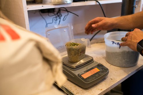 MIKAELA MACKENZIE / WINNIPEG FREE PRESS
Farmer Markus Isaac tests the hemp seeds for humidity percentage before harvesting near Kleefeld, Manitoba on Thursday, Aug. 30, 2018. 
Winnipeg Free Press 2018.