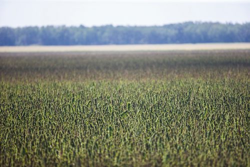 MIKAELA MACKENZIE / WINNIPEG FREE PRESS
Markus Isaac's hemp seed crop near Kleefeld, Manitoba on Thursday, Aug. 30, 2018. 
Winnipeg Free Press 2018.