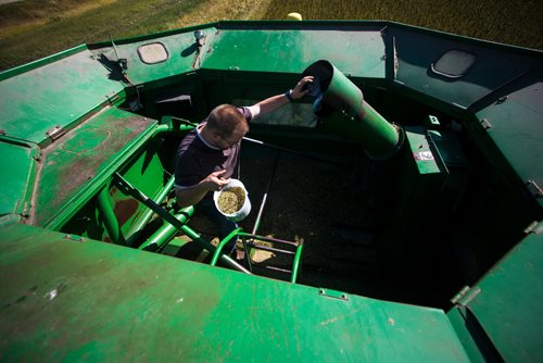 MIKAELA MACKENZIE / WINNIPEG FREE PRESS
Farmer Markus Isaac climbs out of the hopper of the combine after getting a sample of hemp seeds near Kleefeld, Manitoba on Thursday, Aug. 30, 2018. 
Winnipeg Free Press 2018.