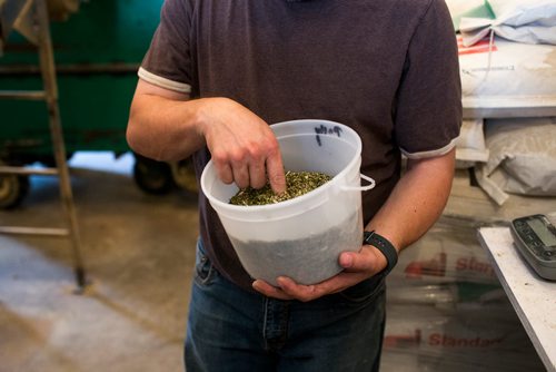 MIKAELA MACKENZIE / WINNIPEG FREE PRESS
Farmer Markus Isaac tests the hemp seeds for humidity percentage before harvesting near Kleefeld, Manitoba on Thursday, Aug. 30, 2018. 
Winnipeg Free Press 2018.