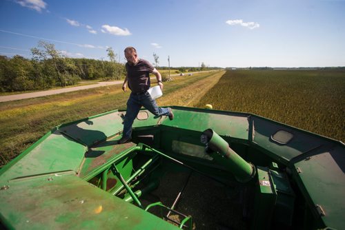 MIKAELA MACKENZIE / WINNIPEG FREE PRESS
Farmer Markus Isaac walks across the hopper of the combine to get a sample of hemp seeds near Kleefeld, Manitoba on Thursday, Aug. 30, 2018. 
Winnipeg Free Press 2018.