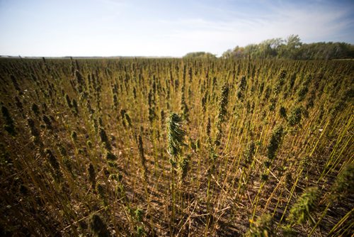 MIKAELA MACKENZIE / WINNIPEG FREE PRESS
Markus Isaac's hemp seed crop near Kleefeld, Manitoba on Thursday, Aug. 30, 2018. 
Winnipeg Free Press 2018.