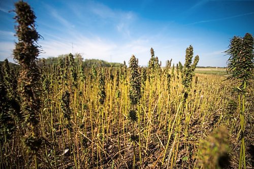 MIKAELA MACKENZIE / WINNIPEG FREE PRESS
Markus Isaac's hemp seed crop near Kleefeld, Manitoba on Thursday, Aug. 30, 2018. 
Winnipeg Free Press 2018.