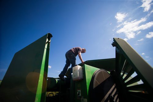 MIKAELA MACKENZIE / WINNIPEG FREE PRESS
Farmer Markus Isaac climbs out of the hopper of the combine after getting a sample of hemp seeds near Kleefeld, Manitoba on Thursday, Aug. 30, 2018. 
Winnipeg Free Press 2018.