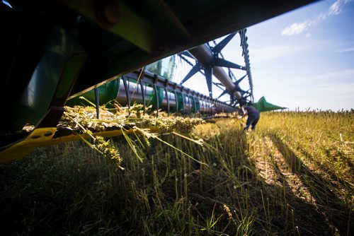 MIKAELA MACKENZIE / WINNIPEG FREE PRESS
Farmer Markus Isaac troubleshoots his combine while harvesting a hemp seed crop near Kleefeld, Manitoba on Thursday, Aug. 30, 2018. 
Winnipeg Free Press 2018.