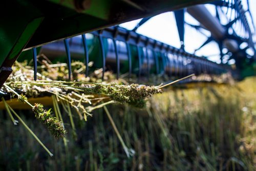 MIKAELA MACKENZIE / WINNIPEG FREE PRESS
Farmer Markus Isaac combines his hemp seed crop near Kleefeld, Manitoba on Thursday, Aug. 30, 2018. 
Winnipeg Free Press 2018.