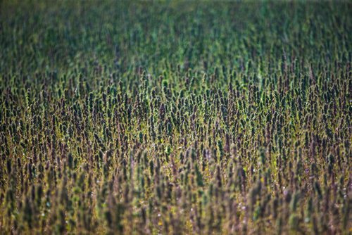 MIKAELA MACKENZIE / WINNIPEG FREE PRESS
Markus Isaac's hemp seed crop near Kleefeld, Manitoba on Thursday, Aug. 30, 2018. 
Winnipeg Free Press 2018.