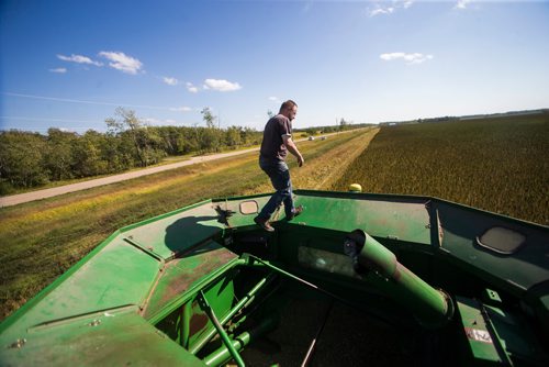 MIKAELA MACKENZIE / WINNIPEG FREE PRESS
Farmer Markus Isaac walks across the hopper of the combine to get a sample of hemp seeds near Kleefeld, Manitoba on Thursday, Aug. 30, 2018. 
Winnipeg Free Press 2018.