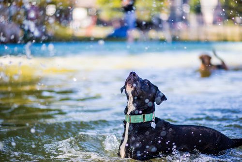 MIKAELA MACKENZIE / WINNIPEG FREE PRESS
Trudy frolics in the Norwood Wading Pool as aquatics facilities close for the season in Winnipeg on Saturday, Sept. 1, 2018. 
Winnipeg Free Press 2018.