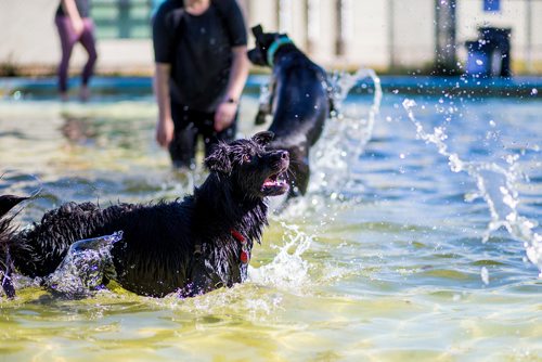 MIKAELA MACKENZIE / WINNIPEG FREE PRESS
Zelda frolics in the Norwood Wading Pool as aquatics facilities close for the season in Winnipeg on Saturday, Sept. 1, 2018. 
Winnipeg Free Press 2018.