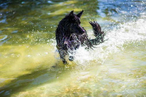 MIKAELA MACKENZIE / WINNIPEG FREE PRESS
Zelda frolics in the Norwood Wading Pool as aquatics facilities close for the season in Winnipeg on Saturday, Sept. 1, 2018. 
Winnipeg Free Press 2018.