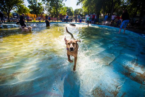 MIKAELA MACKENZIE / WINNIPEG FREE PRESS
Dogs frolic in the Norwood Wading Pool as aquatics facilities close for the season in Winnipeg on Saturday, Sept. 1, 2018. 
Winnipeg Free Press 2018.