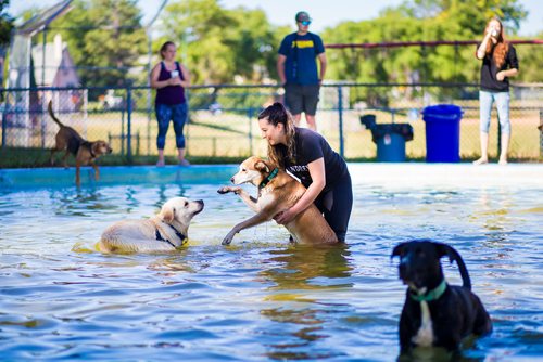 MIKAELA MACKENZIE / WINNIPEG FREE PRESS
Marissa Nazeravich plays with her dog, Copper, at the Norwood Wading Pool in Winnipeg on Saturday, Sept. 1, 2018. 
Winnipeg Free Press 2018.