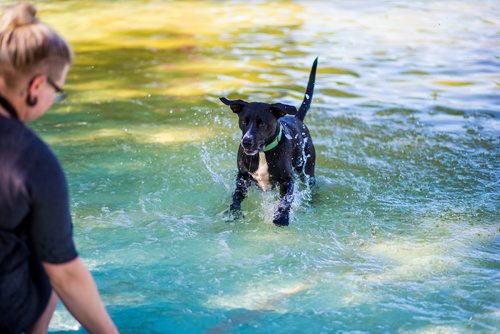 MIKAELA MACKENZIE / WINNIPEG FREE PRESS
 Jill Bruneau plays with her dog, Trudy, at the Norwood Wading Pool in Winnipeg on Saturday, Sept. 1, 2018. 
Winnipeg Free Press 2018.