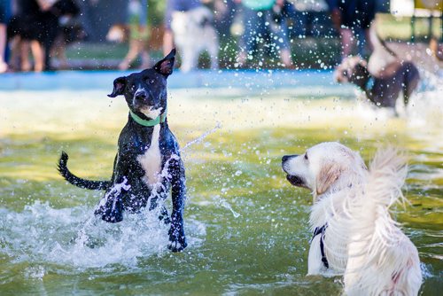 MIKAELA MACKENZIE / WINNIPEG FREE PRESS
Dogs frolic in the Norwood Wading Pool as aquatics facilities close for the season in Winnipeg on Saturday, Sept. 1, 2018. 
Winnipeg Free Press 2018.