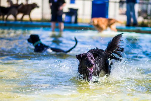 MIKAELA MACKENZIE / WINNIPEG FREE PRESS
Zelda frolics in the Norwood Wading Pool as aquatics facilities close for the season in Winnipeg on Saturday, Sept. 1, 2018. 
Winnipeg Free Press 2018.