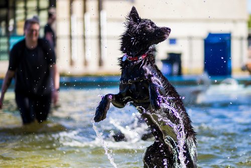 MIKAELA MACKENZIE / WINNIPEG FREE PRESS
Zelda frolics in the Norwood Wading Pool as aquatics facilities close for the season in Winnipeg on Saturday, Sept. 1, 2018. 
Winnipeg Free Press 2018.