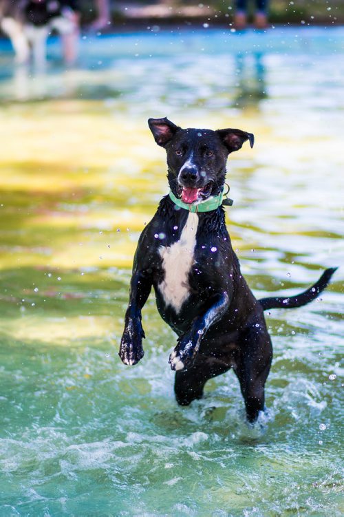 MIKAELA MACKENZIE / WINNIPEG FREE PRESS
Trudy frolics in the Norwood Wading Pool as aquatics facilities close for the season in Winnipeg on Saturday, Sept. 1, 2018. 
Winnipeg Free Press 2018.