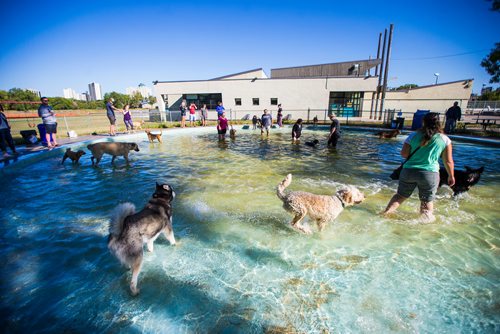 MIKAELA MACKENZIE / WINNIPEG FREE PRESS
Dogs frolic in the Norwood Wading Pool as aquatics facilities close for the season in Winnipeg on Saturday, Sept. 1, 2018. 
Winnipeg Free Press 2018.