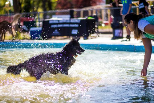 MIKAELA MACKENZIE / WINNIPEG FREE PRESS
Cristine Gasenzer plays with her dog, Zelda, at the Norwood Wading Pool in Winnipeg on Saturday, Sept. 1, 2018. 
Winnipeg Free Press 2018.