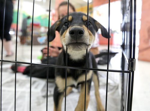 JASON HALSTEAD / WINNIPEG FREE PRESS

Demi, a nine week-old German shepherd cross, looks out of a cage at the Winnipeg Humane Society's Soulmate Saturday Adoption Event at Petland's Pembina Highway store on Aug. 18, 2018. (See Social Page)