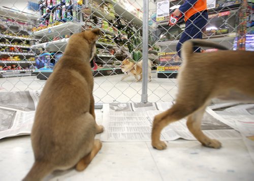 JASON HALSTEAD / WINNIPEG FREE PRESS

Orlyn (left) and Chloe, nine week-old German shepherd cross sisters, watch as a shopper walks past with their dog at the Winnipeg Humane Society's Soulmate Saturday Adoption Event at Petland's Pembina Highway store on Aug. 18, 2018. (See Social Page)