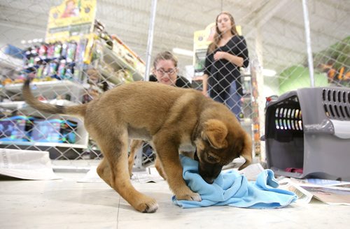 JASON HALSTEAD / WINNIPEG FREE PRESS

Shoppers watch as Orlyn and Chloe, nine week-old German shepherd cross sisters, play in their cage at the Winnipeg Humane Society's Soulmate Saturday Adoption Event at Petland's Pembina Highway store on Aug. 18, 2018. (See Social Page)