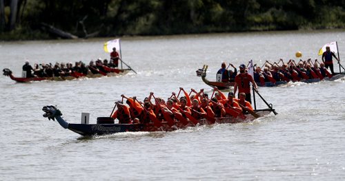 TREVOR HAGAN / WINNIPEG FREE PRESS
Teams participate in the 2018 CancerCare Manitoba Dragon Boat Festival on the Red River, Sunday, September 9, 2018, 2018.