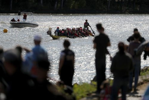 TREVOR HAGAN / WINNIPEG FREE PRESS
Teams participate in the 2018 CancerCare Manitoba Dragon Boat Festival on the Red River, Sunday, September 9, 2018, 2018.