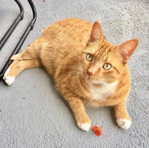 Canstar Community News Supplied photo
Meet Gio, a six-year-old male ginger cat.