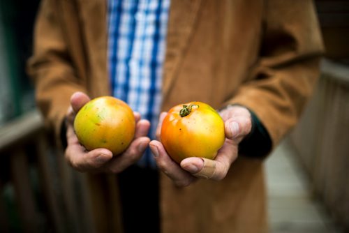 MIKAELA MACKENZIE / WINNIPEG FREE PRESS
Sel Burrows shows tomatoes from his garden in Point Douglas in Winnipeg on Thursday, Sept. 13, 2018. Some inner-city Winnipeg neighbourhoods have been found to have elevated levels of lead in the soil.
Winnipeg Free Press 2018.