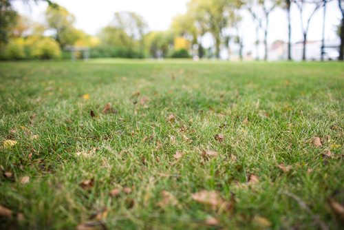 MIKAELA MACKENZIE / WINNIPEG FREE PRESS
Grass in the western portion of Stanley Knowles Park, which was found to have elevated levels of lead in the soil, in Winnipeg on Thursday, Sept. 13, 2018.  
Winnipeg Free Press 2018.