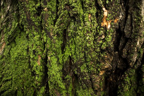 MIKAELA MACKENZIE / WINNIPEG FREE PRESS
Mossy tree bark in the western portion of Stanley Knowles Park, which was found to have elevated levels of lead in the soil, in Winnipeg on Thursday, Sept. 13, 2018.  
Winnipeg Free Press 2018.