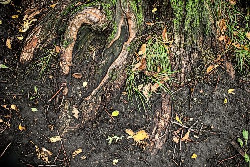 MIKAELA MACKENZIE / WINNIPEG FREE PRESS
Tree roots reach down into the soil in the western portion of Stanley Knowles Park, which was found to have elevated levels of lead in the soil, in Winnipeg on Thursday, Sept. 13, 2018.  
Winnipeg Free Press 2018.