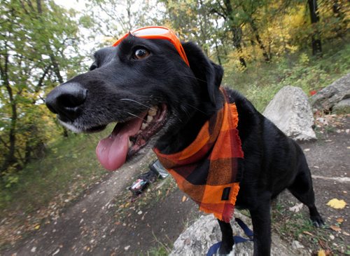 PHIL HOSSACK / WINNIPEG FREE PRESS - Carrie Orton and her pooch 'Mistltoe' show off her hand crafted collars and bandanas for dogs. See Dave Sanderson's Pet Page story.  - Sept 14, 2018