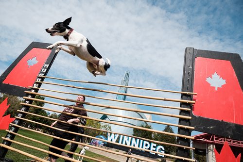 Daniel Crump / Winnipeg Free Press. Wild Dog high jumper, Zeppelin,  shows off his high jumping skills  at the seventh annual Woof Walk in support of Darcy's Animal Rescue Centre. September 14, 2018.