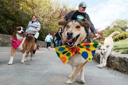 Daniel Crump / Winnipeg Free Press. Darnold, the three legged dog with a bowtie, leads the pack at seventh annual Woof Walk in support of Darcy's Animal Rescue Centre. September 14, 2018.
