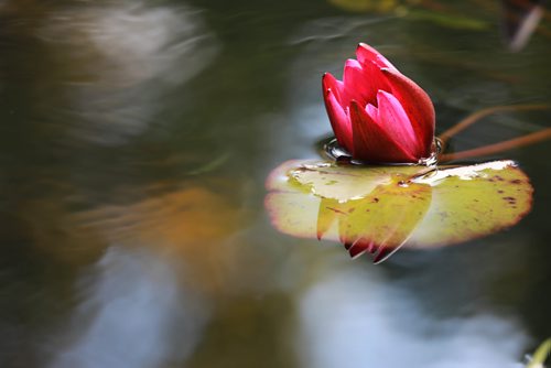 RUTH BONNEVILLE / WINNIPEG FREE PRESS 


A bright fuchsia water lily floats on the pond at the Leo Mol sculpture garden amidst a symphony of fall colours at the Assiniboine Park, Monday. 

Standup photo 

September 17/18 
