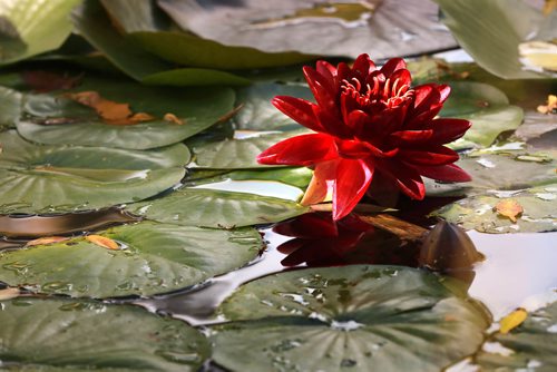 RUTH BONNEVILLE / WINNIPEG FREE PRESS 


A bright burnt red water lily floats on the pond at the Leo Mol sculpture garden amidst a symphony of fall colours at the Assiniboine Park, Monday. 

Standup photo 

September 17/18 
