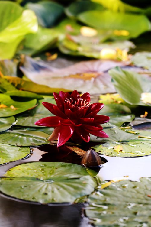 RUTH BONNEVILLE / WINNIPEG FREE PRESS 


A bright burnt red water lily floats on the pond at the Leo Mol sculpture garden amidst a symphony of fall colours at the Assiniboine Park, Monday. 

Standup photo 

September 17/18 
