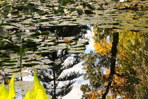 RUTH BONNEVILLE / WINNIPEG FREE PRESS 


Lily pads float on the pond at the Leo Mol Sculpture garden amidst a symphony of fall colours at the Assiniboine Park Monday. 

Standup photo 

September 17/18 
