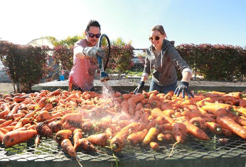 RUTH BONNEVILLE / WINNIPEG FREE PRESS 

Standup photo 
Red River College staff, Brady Barron and Kale Kostick, clean carrots freshly harvested from RRC grounds for Winnipeg Harvest Grow-A-Row Program Tuesday.

September 18/18 
