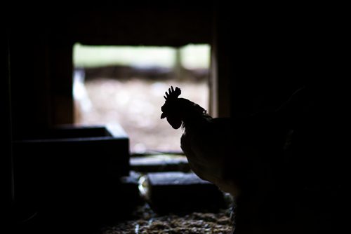 MIKAELA MACKENZIE / WINNIPEG FREE PRESS
Chickens at Farm Away, just outside of Portage la Prairie, on Wednesday, Sept. 19, 2018.  
Winnipeg Free Press 2018.