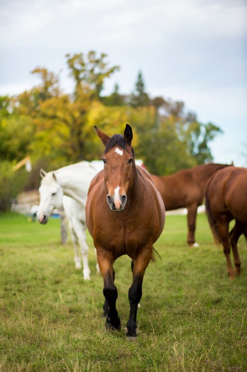 MIKAELA MACKENZIE / WINNIPEG FREE PRESS
Horses at Farm Away, just outside of Portage la Prairie, on Wednesday, Sept. 19, 2018.  
Winnipeg Free Press 2018.