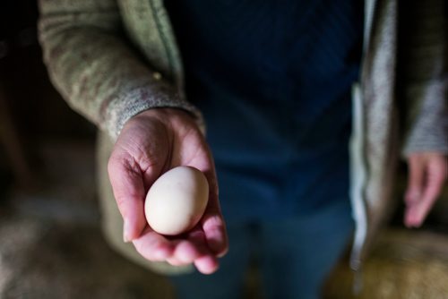 MIKAELA MACKENZIE / WINNIPEG FREE PRESS
Tracy Wood shows a freshly laid egg at Farm Away, just outside of Portage la Prairie, on Wednesday, Sept. 19, 2018.  
Winnipeg Free Press 2018.